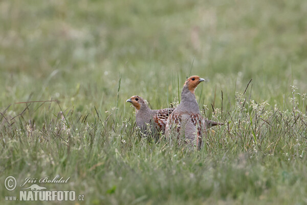 Grey Partridge (Perdix perdix)