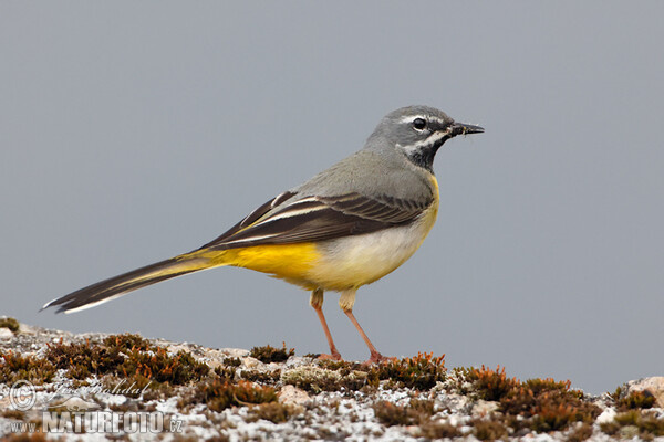 Grey Wagtail (Motacilla cinerea)