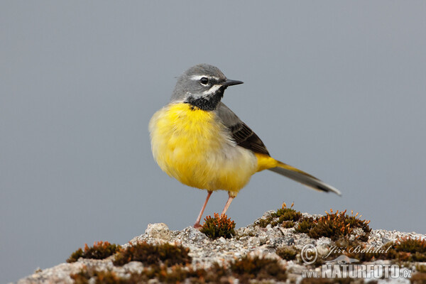 Grey Wagtail (Motacilla cinerea)