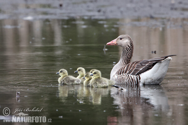 Greylag Goose (Anser anser)