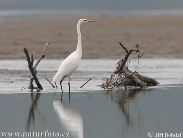 Grote zilverreiger