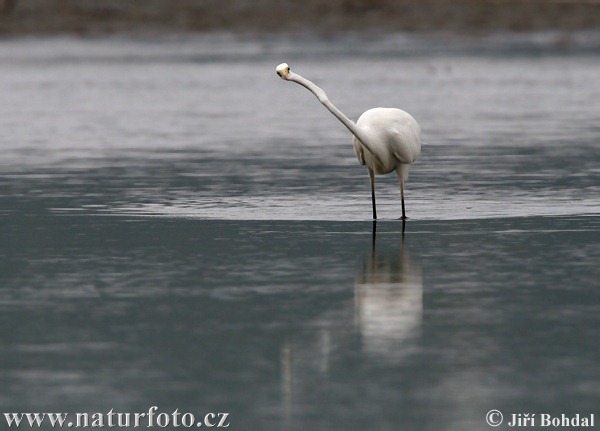 Grote zilverreiger