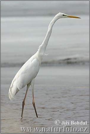 Grote zilverreiger