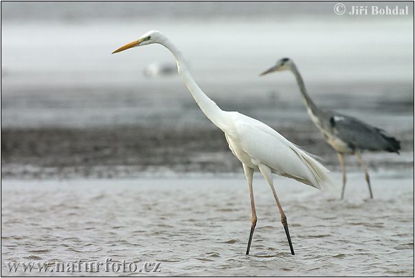 Grote zilverreiger