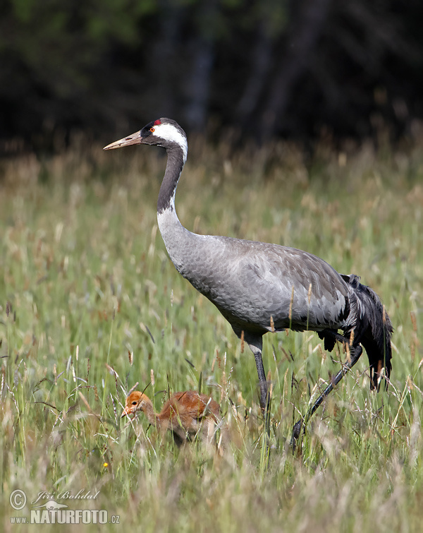 Grulla común