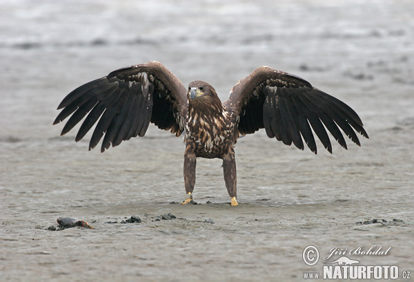 Haliaeetus albicilla