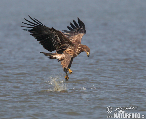 Haliaeetus albicilla