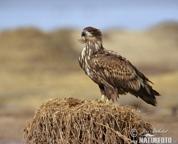 Haliaeetus albicilla