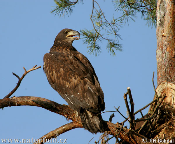 Haliaeetus albicilla