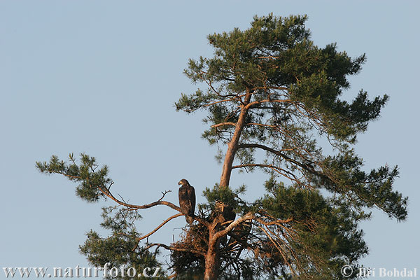 Haliaeetus albicilla