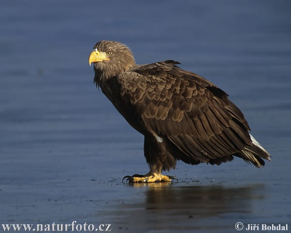 Haliaeetus albicilla