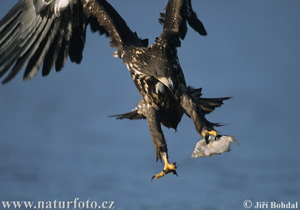 Haliaeetus albicilla