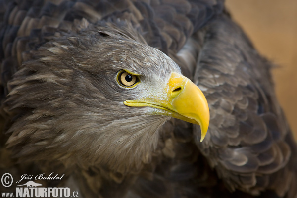 Haliaeetus albicilla