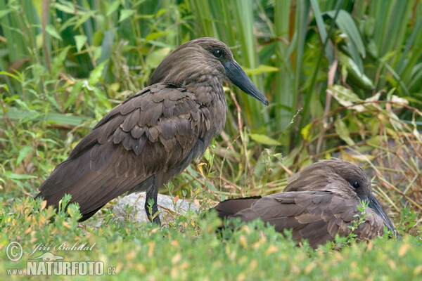 Hammerkopf Vogel