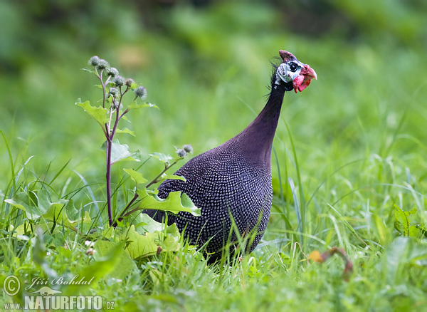 Helmperlhuhn