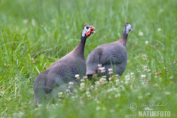 Helmperlhuhn