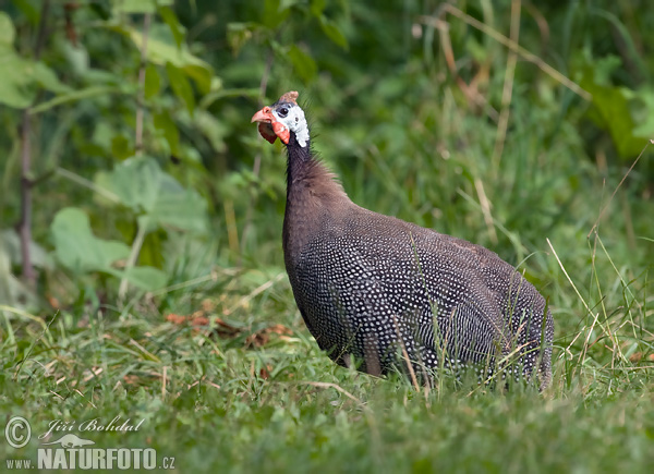 Helmperlhuhn