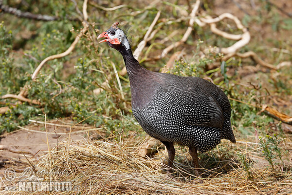 Helmperlhuhn