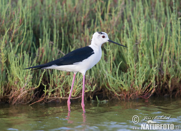 Himantopus himantopus