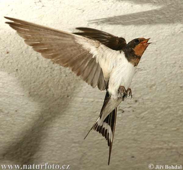 Hirundo rustica