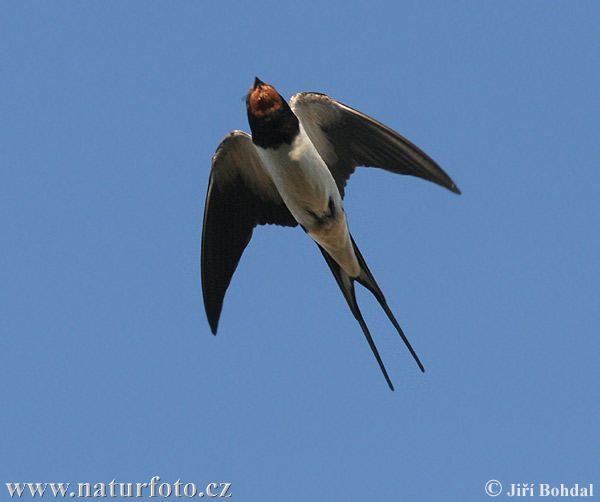 Hirundo rustica