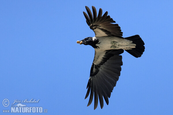 Hooded Crow (Corvus cornix)