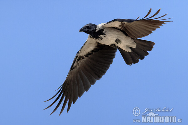 Hooded Crow (Corvus cornix)