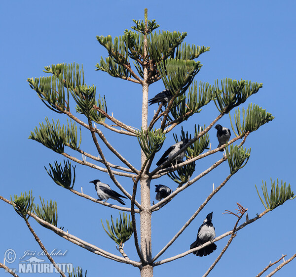 Hooded Crow (Corvus cornix)