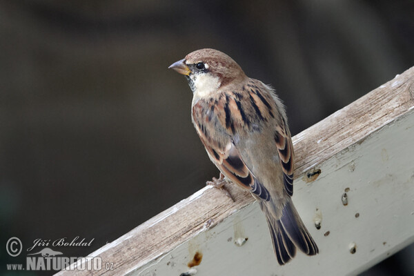 Italian Sparrow (Passer italiae)