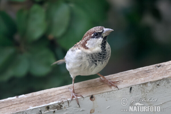 Italian Sparrow (Passer italiae)