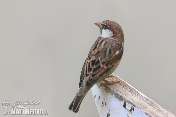 Italian Sparrow (Passer italiae)