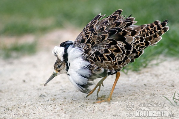 Kampfläufer