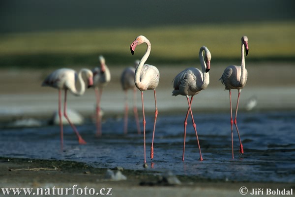 Karibisk flamingo