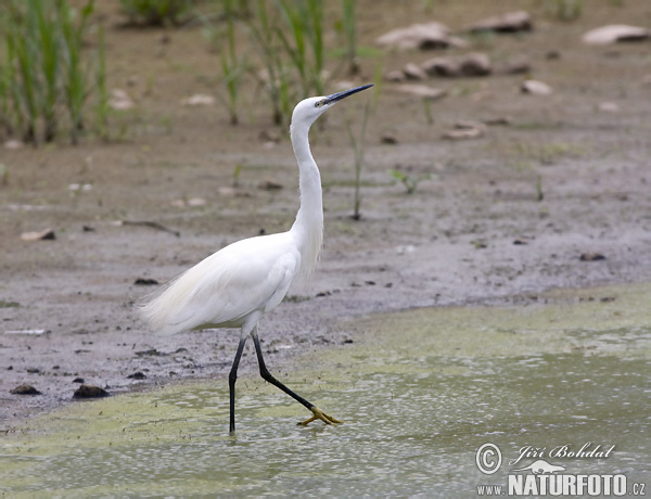 Kleine zilverreiger