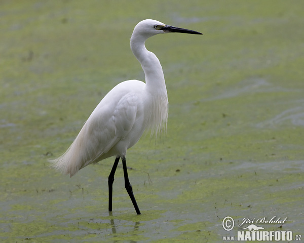 Kleine zilverreiger