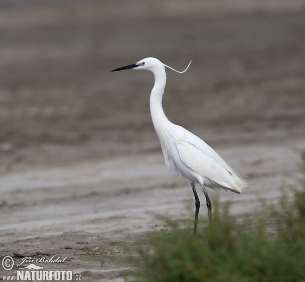 Kleine zilverreiger