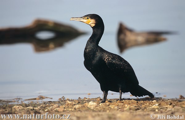 Kormoran besar