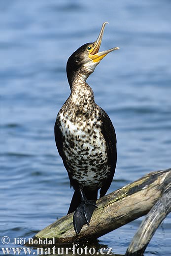 Kormoran zwyczajny