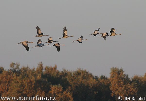 Kraanvogel vogel