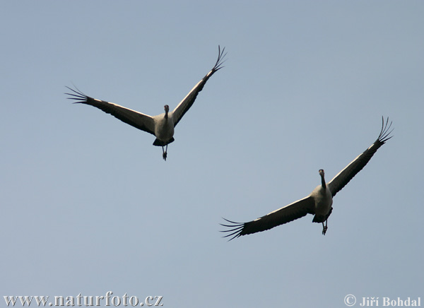 Kraanvogel vogel