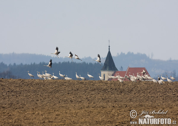 Kraanvogel vogel