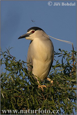 Kwak vogel