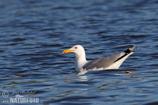 Larus cachinnans