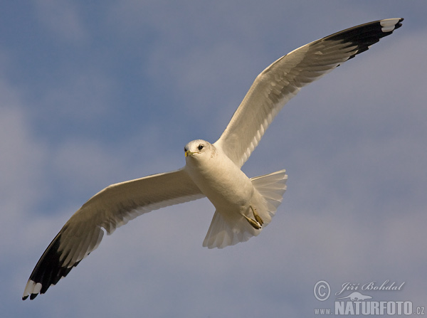 Larus canus