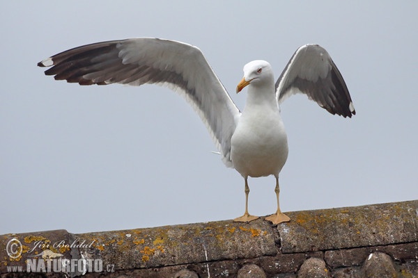 Larus fuscus