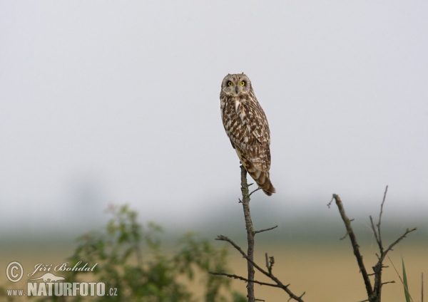 Lechuza Campestre Mussol emigrant Zingira-hontza