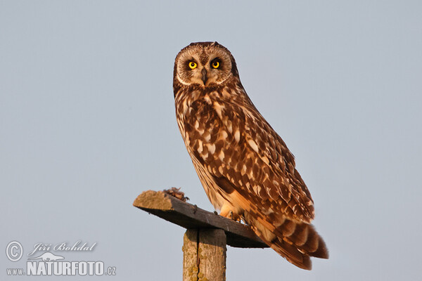 Lechuza Campestre Mussol emigrant Zingira-hontza