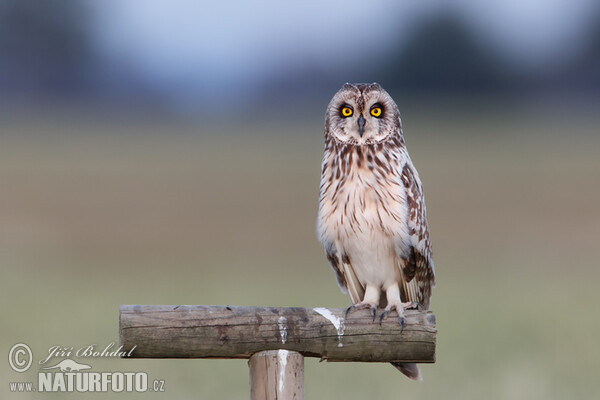 Lechuza Campestre Mussol emigrant Zingira-hontza