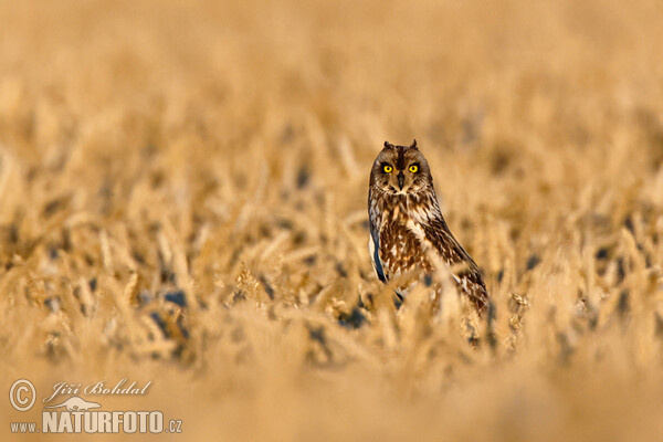 Lechuza Campestre Mussol emigrant Zingira-hontza