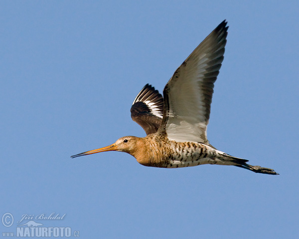 Limosa limosa